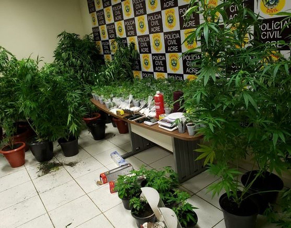 Polícia prende casal que cultivava mais de 300 pés de maconha em casa em Rio Branco — Foto: Divulgação/Polícia Civil