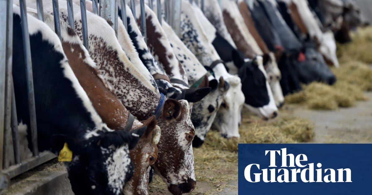 A China provavelmente direcionará a agricultura dos EUA, relata a mídia estadual, à medida que o prazo de tarifas de Trump se aproxima | China
