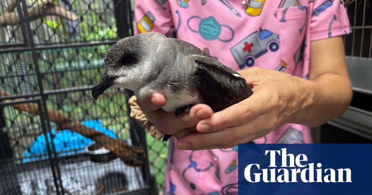 'A Perfect Storm': os resgatadores dedicados que cuidam das aves marinhas encharcadas explodidas por Cyclone Alfred | Pássaros