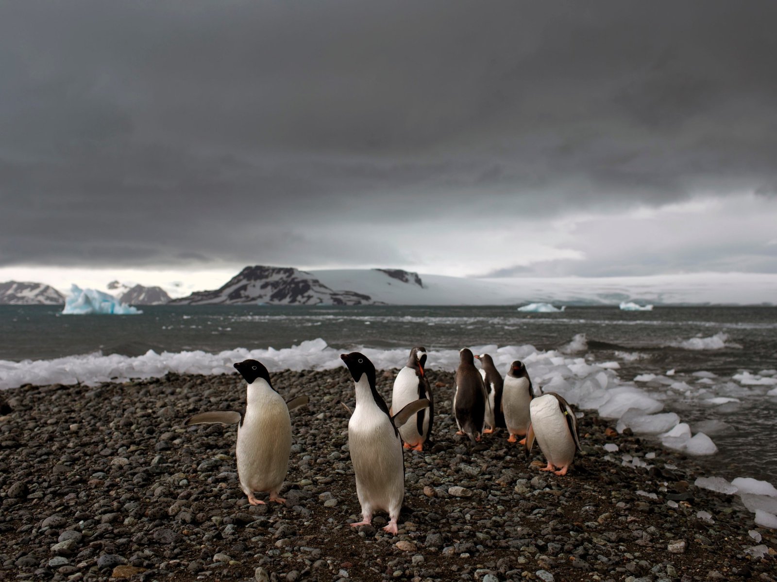 A base da Antártica da África do Sul atingida pelas reivindicações de assalto: o que aconteceu? | Notícias de ciências e tecnologia