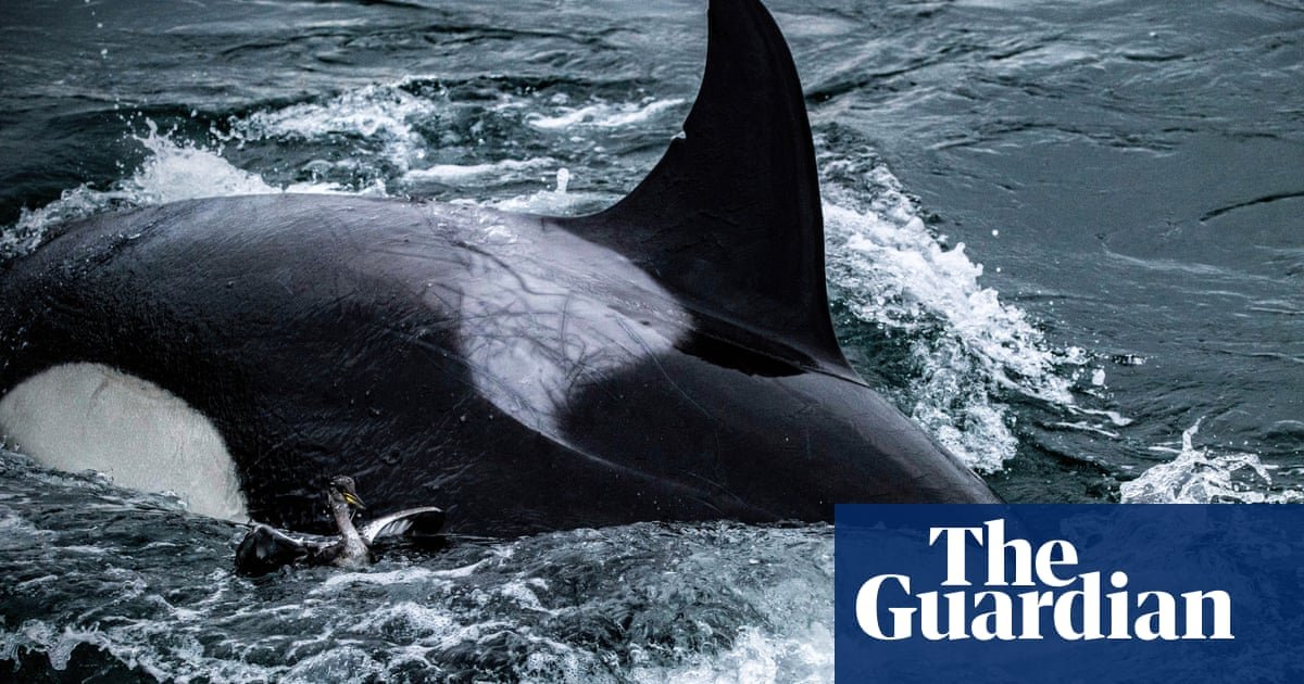 As baleias assassinas surpreendem os espectadores de Seattle com raramente visto caça aos pássaros | Baleias