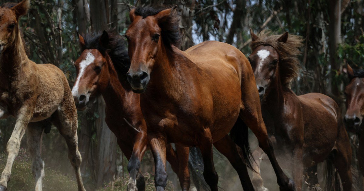 Cavalos selvagens ajudam a prevenir incêndios florestais na Espanha | Notícias da vida selvagem