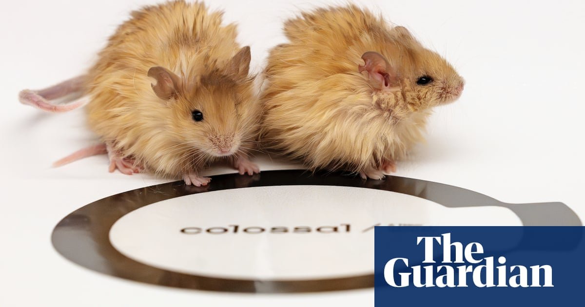 Cientistas que pretendem trazer de volta mamutes de lã Criar ratos lanosos | Edição de genes