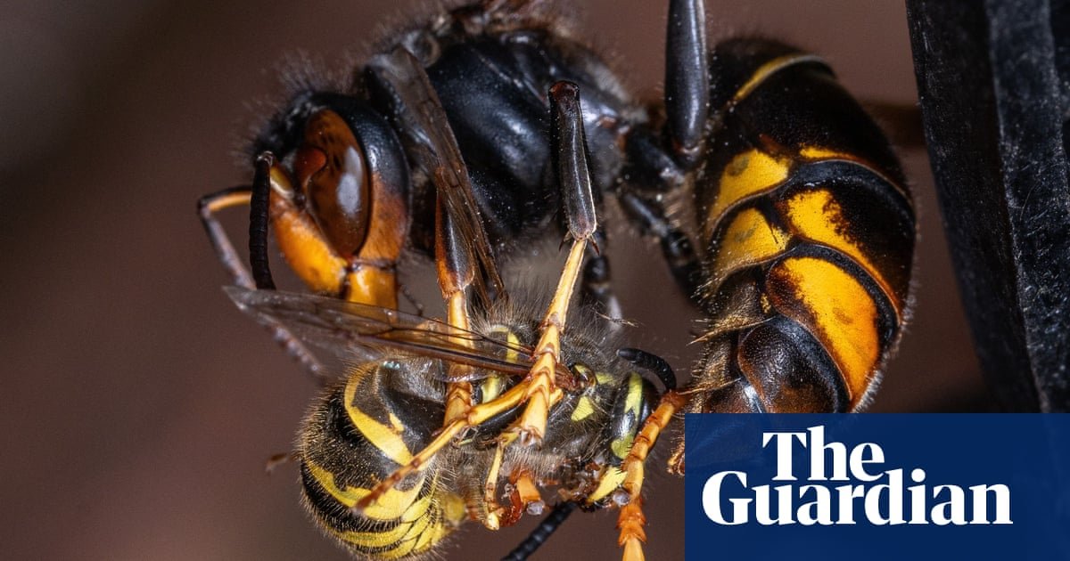Invasivo asiático Hornets 'comendo centenas de espécies de insetos' na Europa | Ambiente