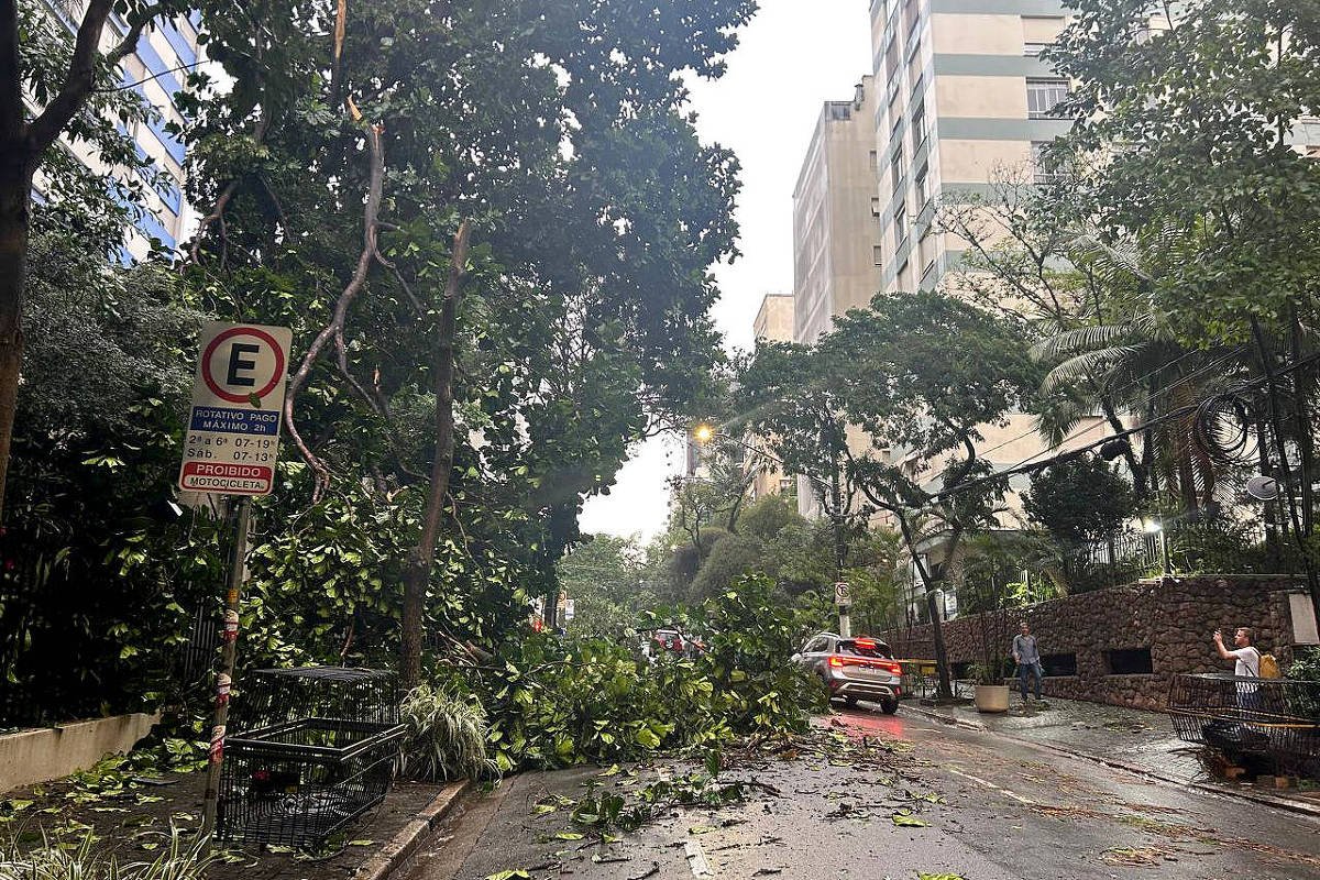 Mais de 200 árvores caíram em SP; 74 mil estão sem luz - 13/03/2025 - Cotidiano
