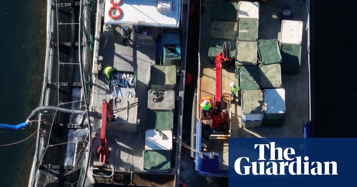 Mais de um milhão de salmão despejado após mortalidade em massa 'sem precedentes' em fazendas de peixes da Tasmânia | Tasmânia