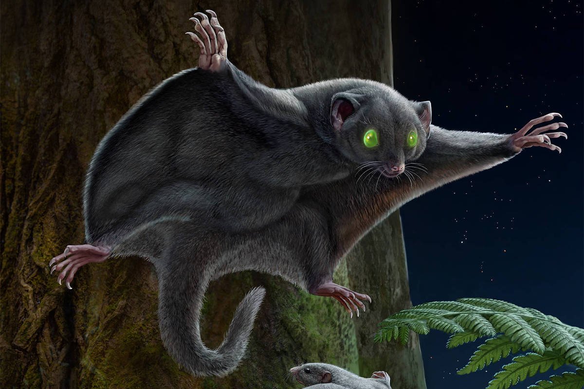 Mamíferos da Era dos Dinossauros tinham pelagem castanha - 15/03/2025 - Ciência
