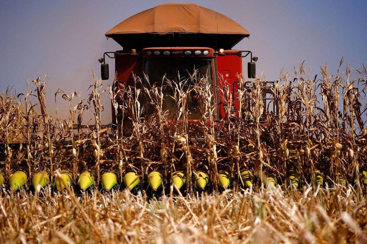 Melhora em estoques externos segura preço de grãos - 04/03/2025 - Vaivém