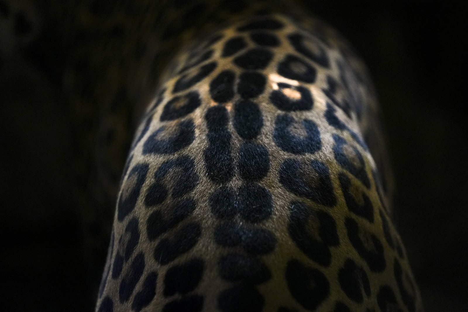 Partes de onças são vendidas à China por traficantes - 04/03/2025 - Ambiente