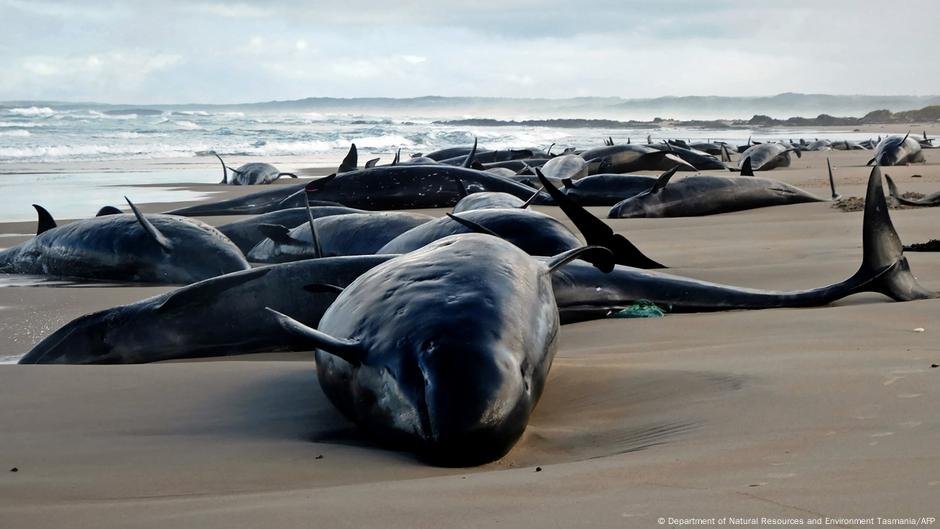 Por que as baleias e os golfinhos se encaixam? - DW - 19/02/2025