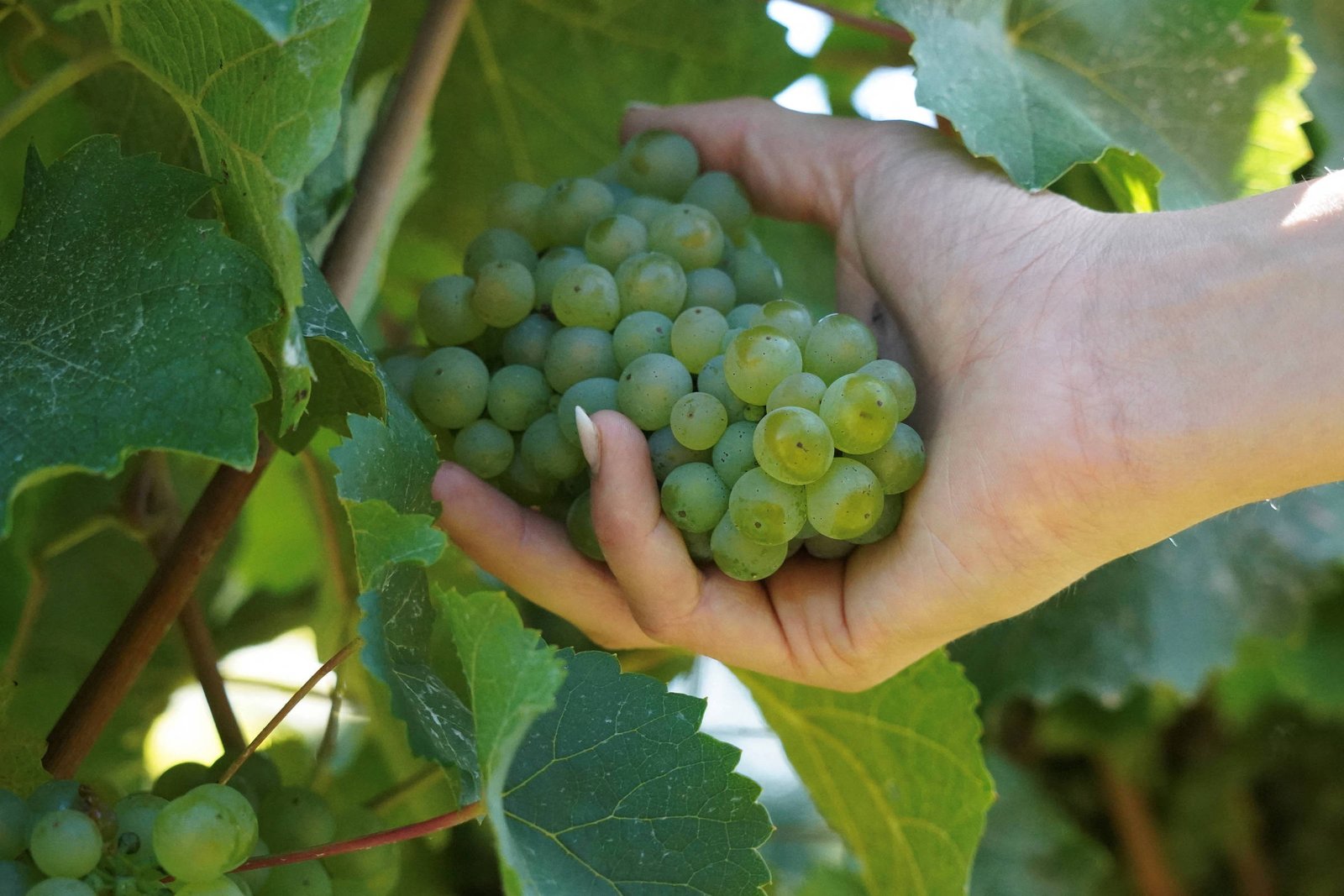 Riesling: uma uva que deixou o Brasil traumatizado - 13/03/2025 - Isabelle Moreira Lima