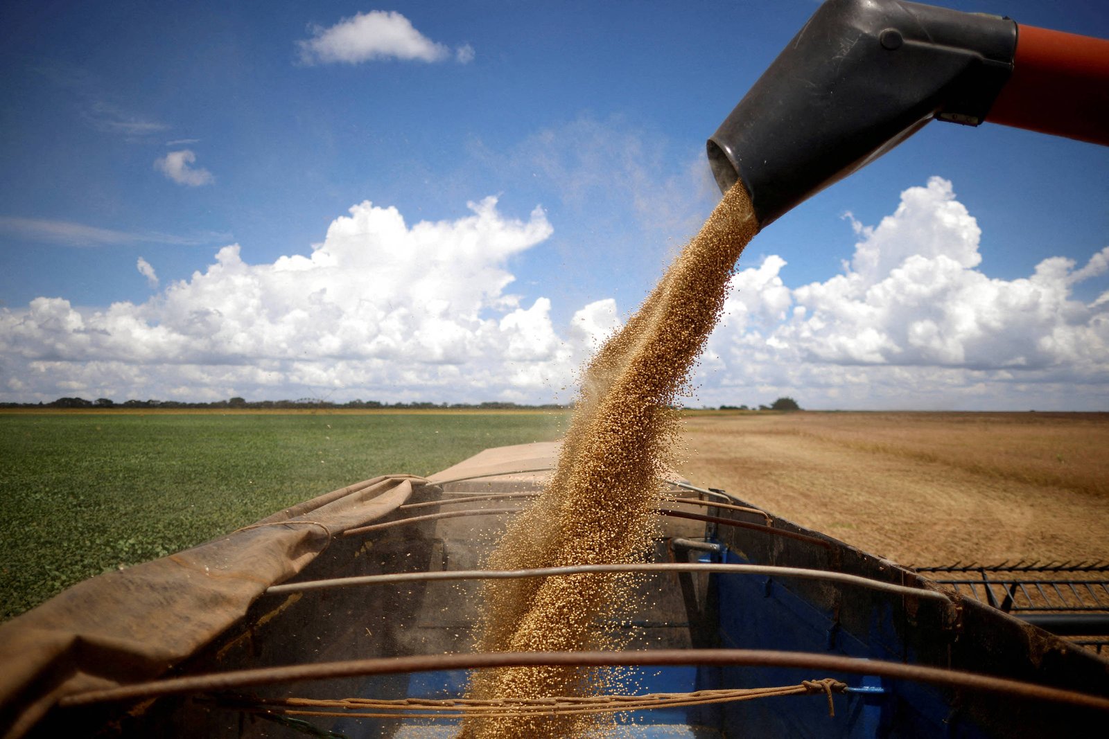 Safra: IBGE reduz estimativa, mas prevê recorde em 2025 - 13/03/2025 - Mercado