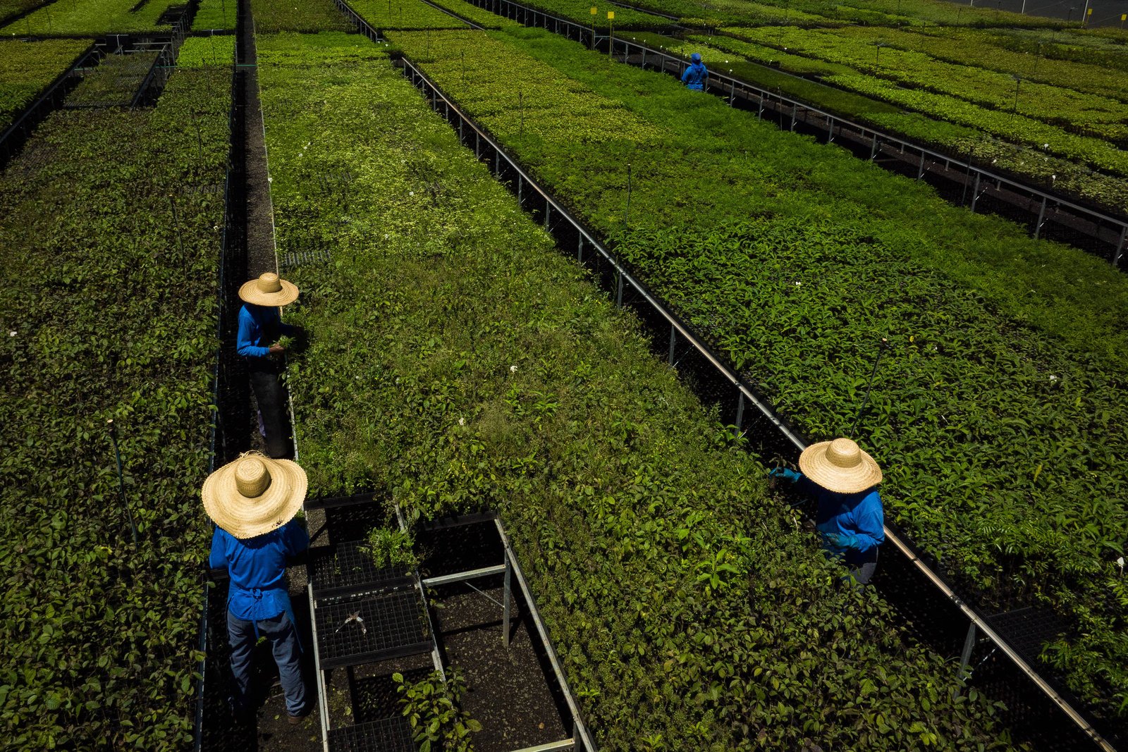 Seguradoras vão ao STF contra compra de crédito de carbono - 17/03/2025 - Mercado