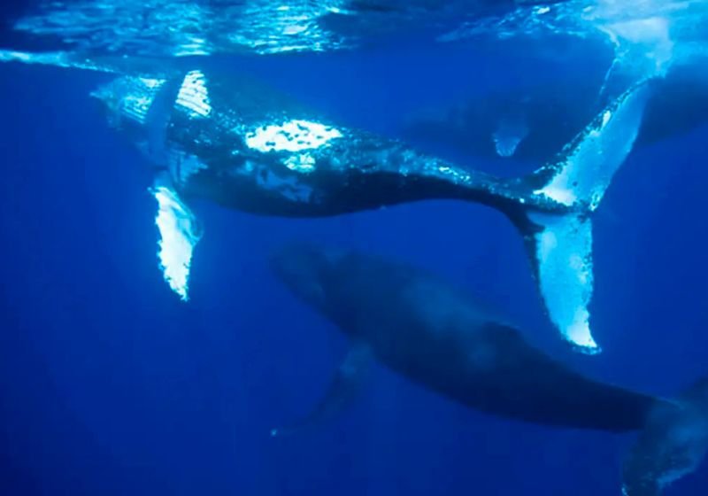 No trailer, Lilo e Stitch vivem altas aventuras. Quem aí já tá ansioso? - Foto: Disney