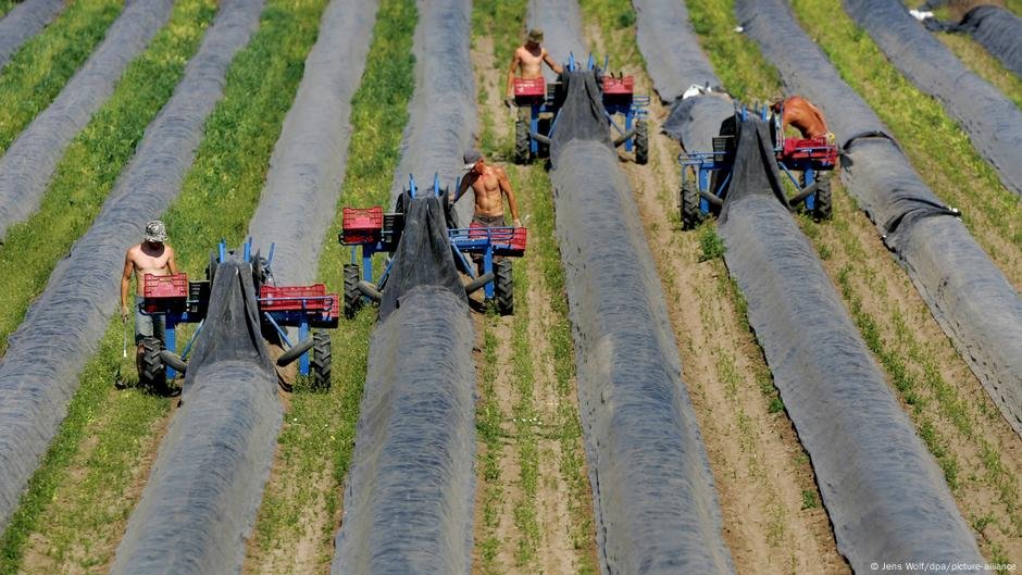 A temporada de aspargos da Alemanha encolhendo - DW - 04/03/2025