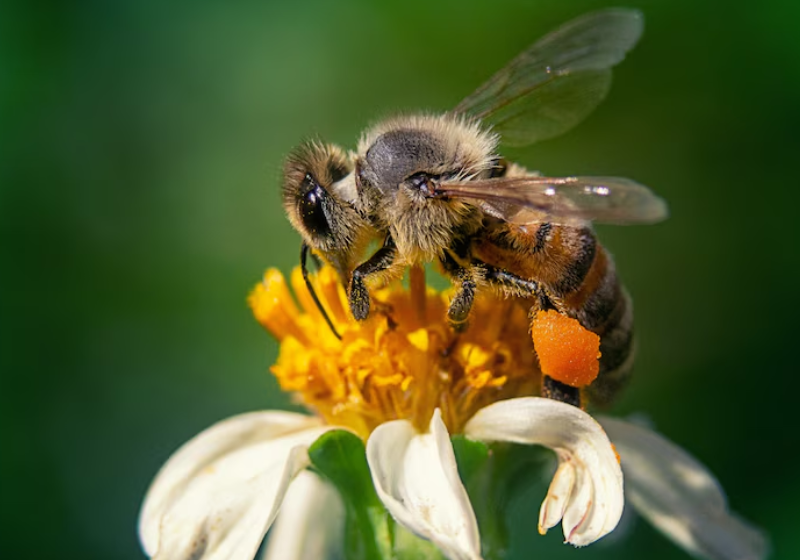 O cometa SWAN, recém descoberto, vai brilhar muito alto em maio, segundo cientistas - Foto: Chris Schur/Spaceweather.com