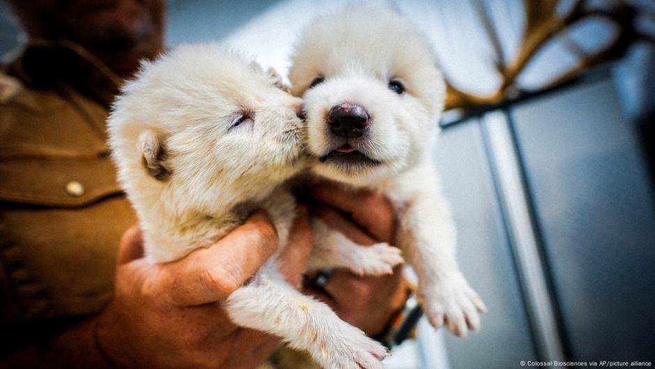 Espécies 'Dire Wolf' há muito extinto recriado por cientistas dos EUA - DW - 04/04/2025