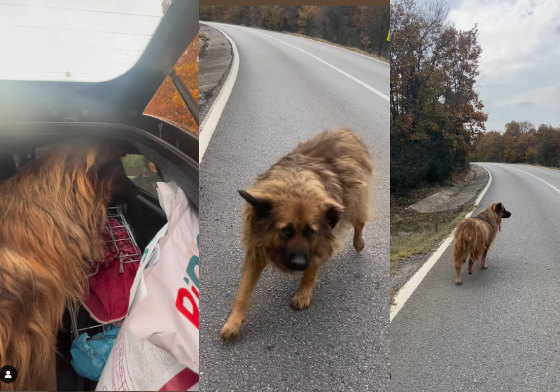 20 araras-canindé, libertadas do tráfico de animais, foram 20 araras-canindé finalmente voltaram à natureza. Elas foram resgatadas do tráfico e soltas pelo Ibama, em parque do Distrito Federal. Assista. - Foto: @titktokibama