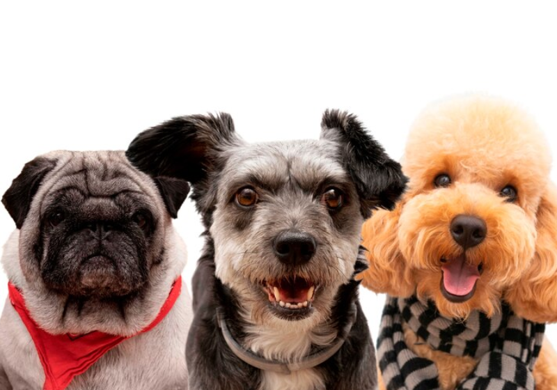 O cachorro Buford encontrou e salvou o menino de 2 anos. Final feliz! - Foto: NBC News