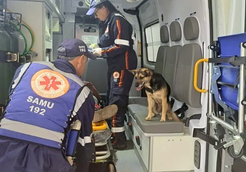 Os moradores, do Mato Grosso, fizeram uma operação de guerra para resgatar a filhote de caramelo presa no bueiro. Ela ganhou o nome de Vitória. - Foto: @protetoraanalucia520/Instagram