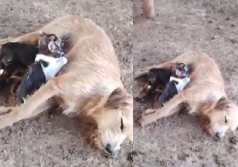 O número de PcDs no ensino superior cresceu no Brasil nos últimos 10 anos. - Foto: Arquivo pessoal