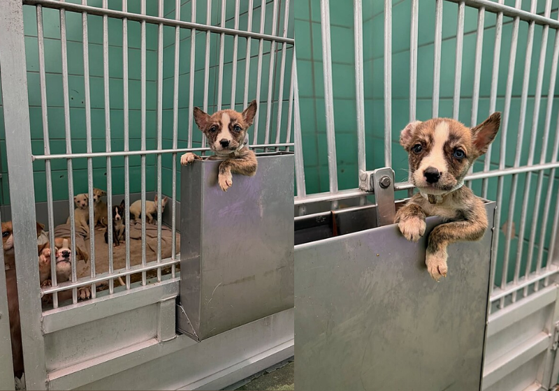 O gatinho e o passarinho, da Indonésia, se tornaram melhores amigos. Fofura! - Foto: @nesybingg/TikTok