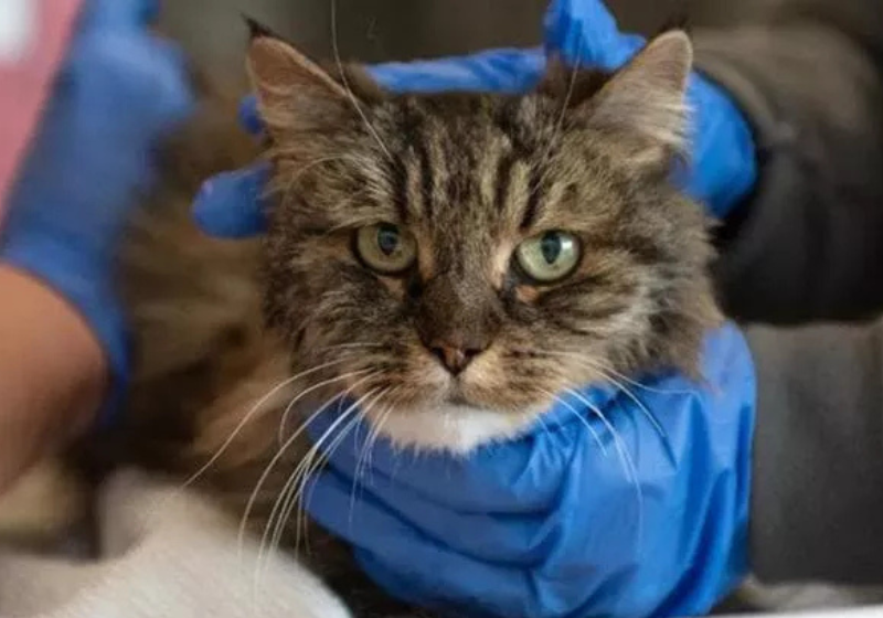Os quatro adultos e a criança sobreviveram no pântano depois da queda do avião. Eles comeram farinha e chocolate! - Foto: BTV