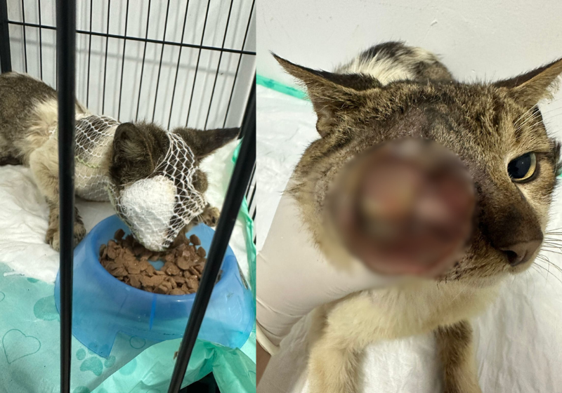 O resgate dramático com final feliz teve a garra dos salva-vidas que retiraram o menino levado pela correnteza do mar, em SP. - Foto: @rafaelifeguard